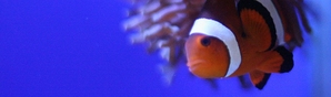 カクレ